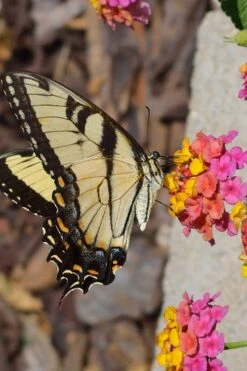 Sonset Hardy Lantana - 5 Pack Of Quart Pots 14 Sonset Hardy Lantana - 5 Pack Of Quart Pots -Wilson Bros Gardens Plant Sales Store Lantana Sonset 25