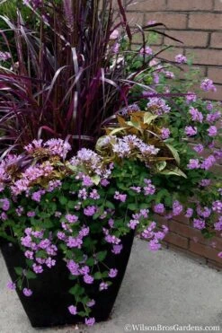 Trailing Lavender Lantana - 5 Pack Of Pint Pots 12 Trailing Lavender Lantana - 5 Pack Of Pint Pots -Wilson Bros Gardens Plant Sales Store Lantana Trailing Lavender 16
