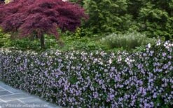 Trailing Lavender Lantana - 5 Pack Of Pint Pots 15 Trailing Lavender Lantana - 5 Pack Of Pint Pots -Wilson Bros Gardens Plant Sales Store Lantana Trailing Lavender 22