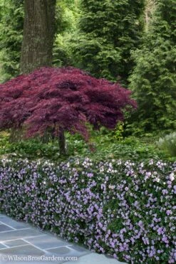 Trailing Lavender Lantana - 5 Pack Of Pint Pots 13 Trailing Lavender Lantana - 5 Pack Of Pint Pots -Wilson Bros Gardens Plant Sales Store Lantana Trailing Lavender 23