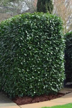 Schip Laurel (Prunus Laurocersasus 'Schipkaensis') - 5 Gallon Pot -Wilson Bros Gardens Plant Sales Store Laurel Schip 2 1