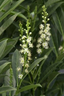 Schip Laurel (Prunus Laurocersasus 'Schipkaensis') - 6 Pack Of 1 Gallon Pots -Wilson Bros Gardens Plant Sales Store Laurel Schip 3