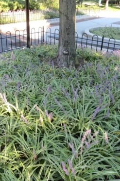 Variegated Liriope - Monkey Grass / Lilyturf - 6 Pack Of Pint Pots -Wilson Bros Gardens Plant Sales Store Liriope Variegata 6