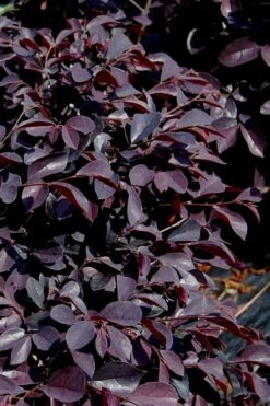 Carolina Midnight Loropetalum - 1 Gallon Pot -Wilson Bros Gardens Plant Sales Store Loropetalum Carolina Midnight 10