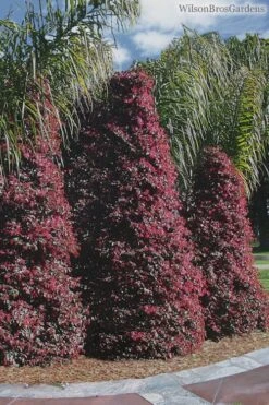 Zhuzhou Loropetalum (Chinese Fringeflower) - 3 Gallon Pot -Wilson Bros Gardens Plant Sales Store Loropetalum ZhuZhou 22