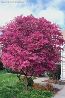 Zhuzhou Loropetalum (Chinese Fringeflower) - 3 Gallon Pot -Wilson Bros Gardens Plant Sales Store Loropetalum ZhuZhou 23