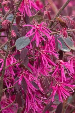 Zhuzhou Loropetalum (Chinese Fringeflower) - 3 Gallon Pot -Wilson Bros Gardens Plant Sales Store Loropetalum ZhuZhou BS