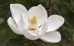 Alta Southern Magnolia - 7 Gallon Pot (3-4') -Wilson Bros Gardens Plant Sales Store Magnolia Alta 2