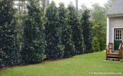 Claudia Wannamaker Southern Magnolia - 7 Gallon Pot (5-6') -Wilson Bros Gardens Plant Sales Store Magnolia Claudia Wannamaker 2