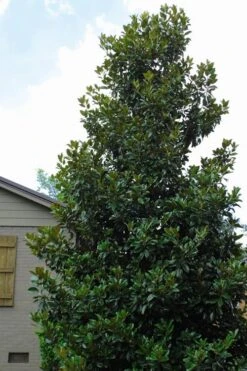 Claudia Wannamaker Southern Magnolia - 7 Gallon Pot (5-6') -Wilson Bros Gardens Plant Sales Store Magnolia Claudia Wannamaker 4