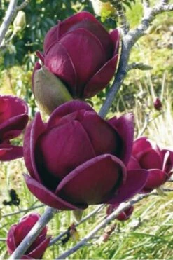 Genie Magnolia Tulip Tree - 1 Gallon Pot 17 Genie Magnolia Tulip Tree - 1 Gallon Pot -Wilson Bros Gardens Plant Sales Store Magnolia Genie 10