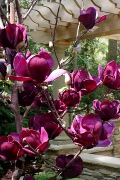Genie Magnolia Tulip Tree - 1 Gallon Pot 13 Genie Magnolia Tulip Tree - 1 Gallon Pot -Wilson Bros Gardens Plant Sales Store Magnolia Genie 4