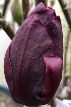 Genie Magnolia Tulip Tree - 1 Gallon Pot 15 Genie Magnolia Tulip Tree - 1 Gallon Pot -Wilson Bros Gardens Plant Sales Store Magnolia Genie 8