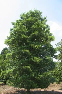 Green Shadow Sweetbay Magnolia Tree (Magnolia Virginiana) - 3 Gallon Pot (4-5') -Wilson Bros Gardens Plant Sales Store Magnolia Green Shadow Sweetbay Mature