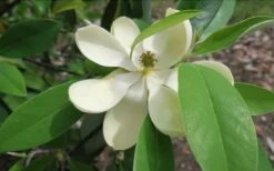 Green Shadow Sweetbay Magnolia Tree (Magnolia Virginiana) - 3 Gallon Pot (4-5') -Wilson Bros Gardens Plant Sales Store Magnolia GreenShadow Sweet Bay Flower 2