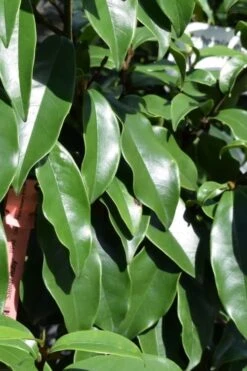 Stellar Ruby Magnolia Single Trunk Tree (Banana Shrub Hybrid) - 7 Gallon Pot (4-5') -Wilson Bros Gardens Plant Sales Store Magnolia Stellar Ruby 2