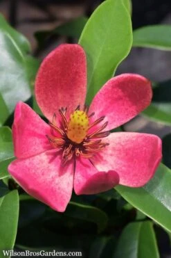 Stellar Ruby Magnolia Single Trunk Tree (Banana Shrub Hybrid) - 7 Gallon Pot (4-5') -Wilson Bros Gardens Plant Sales Store Magnolia Stellar Ruby 5