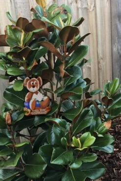 Teddy Bear Dwarf Southern Magnolia - 7 Gallon Pot (3-4') -Wilson Bros Gardens Plant Sales Store Magnolia Teddy Bear 4