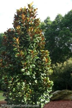 Teddy Bear Dwarf Southern Magnolia - 7 Gallon Pot (3-4') -Wilson Bros Gardens Plant Sales Store Magnolia Teddy Bear 5