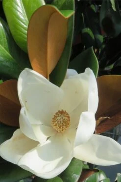 Teddy Bear Dwarf Southern Magnolia - 7 Gallon Pot (3-4') -Wilson Bros Gardens Plant Sales Store Magnolia Teddy Bear 7