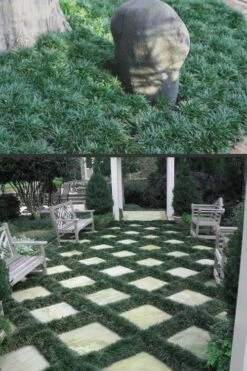 Dwarf Mondo Grass - 18 Count Flat Of Pint Pots -Wilson Bros Gardens Plant Sales Store Mondo Grass Dwarf Rev 500x750 2