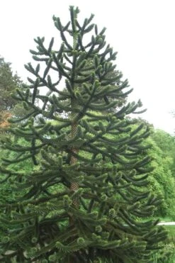 Monkey Puzzle Tree - Araucaria Auracana - 2.5 Quart Pot -Wilson Bros Gardens Plant Sales Store Monkey Puzzle Tree 2