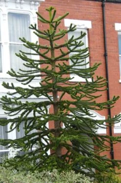 Monkey Puzzle Tree - Araucaria Auracana - 2.5 Quart Pot -Wilson Bros Gardens Plant Sales Store Monkey Puzzle Tree 3