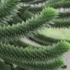 Monkey Puzzle Tree - Araucaria Auracana - 2.5 Quart Pot