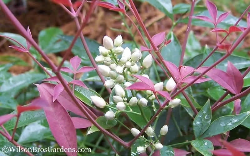 Flirt Dwarf Nandina - 1 Gallon Pot 5 Flirt Dwarf Nandina - 1 Gallon Pot - Image 5