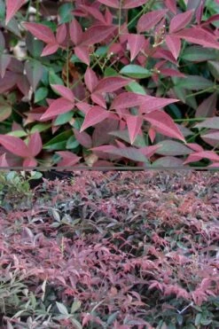 Flirt Dwarf Nandina - 6 Pack Of 1 Gallon Pots -Wilson Bros Gardens Plant Sales Store Nandina Flirt 500x750 1