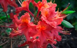 Jeb Stuart Native Azalea (Rhododendron) - 1 Gallon Pot -Wilson Bros Gardens Plant Sales Store Native Azalea Jeb Stuart 2