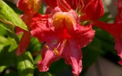 Jeb Stuart Native Azalea (Rhododendron) - 1 Gallon Pot -Wilson Bros Gardens Plant Sales Store Native Azalea Jeb Stuart 3