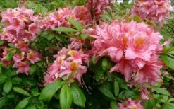 Samford Sorbet Native Azalea (Rhododendron) - 3 Gallon Pot -Wilson Bros Gardens Plant Sales Store Native Azalea Samford Sorbet 1