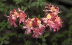 Southern Sunset Aromi Azalea (Rhododendron Hybrid) - 3 Gallon Pot 8 Southern Sunset Aromi Azalea (Rhododendron Hybrid) - 3 Gallon Pot -Wilson Bros Gardens Plant Sales Store Native Azalea Southern Sunset 4