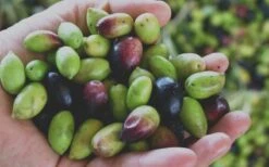 Arbequina Olive Tree - 2 Gallon Pot 11 Arbequina Olive Tree - 2 Gallon Pot -Wilson Bros Gardens Plant Sales Store Olive Tree Arbequina Fruits 1