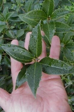 Wheeler's Cold Hardy Fragrant Tea Olive (Osmanthus) - 3 Gallon Pot 11 Wheeler's Cold Hardy Fragrant Tea Olive (Osmanthus) - 3 Gallon Pot -Wilson Bros Gardens Plant Sales Store Osmanthus Carl Wheeler 6