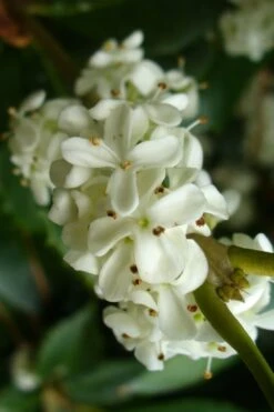 Wheeler's Cold Hardy Fragrant Tea Olive (Osmanthus) - 3 Gallon Pot 9 Wheeler's Cold Hardy Fragrant Tea Olive (Osmanthus) - 3 Gallon Pot -Wilson Bros Gardens Plant Sales Store Osmanthus Carl Wheeler 9