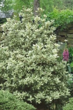 Goshiki Osmanthus (Variegated False Holly) - 5 Gallon Pot -Wilson Bros Gardens Plant Sales Store Osmanthus Goshiki 20