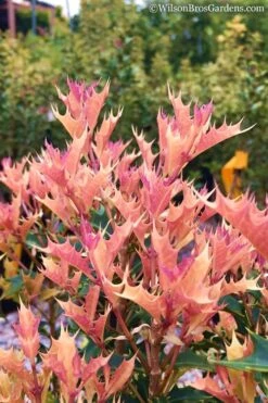 Party Lights Pink Flush Tea Olive - Osmanthus Heterophyllus - 5 Gallon Pot 9 Party Lights Pink Flush Tea Olive - Osmanthus Heterophyllus - 5 Gallon Pot -Wilson Bros Gardens Plant Sales Store Osmanthus Party Lights 11