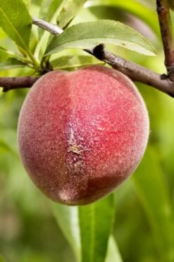 Bonanza Dwarf Patio Peach Tree - 5 Gallon 12 Bonanza Dwarf Patio Peach Tree - 5 Gallon -Wilson Bros Gardens Plant Sales Store Peach Bonanza 1