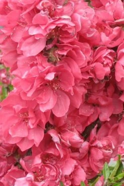 Bonanza Dwarf Patio Peach Tree - 5 Gallon 11 Bonanza Dwarf Patio Peach Tree - 5 Gallon -Wilson Bros Gardens Plant Sales Store Peach Bonanza 3