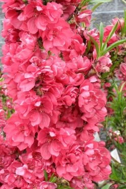 Bonanza Dwarf Patio Peach Tree - 5 Gallon 14 Bonanza Dwarf Patio Peach Tree - 5 Gallon -Wilson Bros Gardens Plant Sales Store Peach Bonanza 4