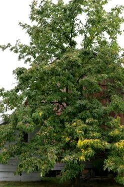 American Persimmon Tree - Diospyros Virginiana - 3 Gallon Pot -Wilson Bros Gardens Plant Sales Store Persimmon American 2