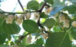 American Persimmon Tree - Diospyros Virginiana - 3 Gallon Pot -Wilson Bros Gardens Plant Sales Store Persimmon American 5
