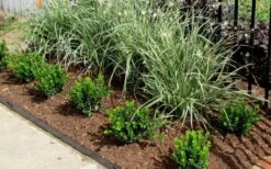 Baby Gem Boxwood - 1 Gallon Pot 12 Baby Gem Boxwood - 1 Gallon Pot -Wilson Bros Gardens Plant Sales Store Picture Boxwood Baby Gem Edger