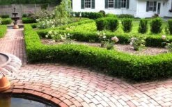Baby Gem Boxwood - 1 Gallon Pot 13 Baby Gem Boxwood - 1 Gallon Pot -Wilson Bros Gardens Plant Sales Store Picture Boxwood Baby Gem Hedges