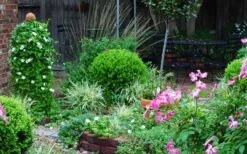 Baby Gem Boxwood - 1 Gallon Pot 15 Baby Gem Boxwood - 1 Gallon Pot -Wilson Bros Gardens Plant Sales Store Picture Boxwood Baby Gem Specimen