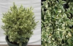 Dwarf Variegated Boxwood - 6 Pack Of 1 Gallon Pots 10 Dwarf Variegated Boxwood - 6 Pack Of 1 Gallon Pots -Wilson Bros Gardens Plant Sales Store Picture Boxwood Dwarf Variegated