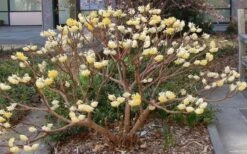 Winter Gold Edgeworthia Chrysantha - Paper Bush - 3 Gallon Pot -Wilson Bros Gardens Plant Sales Store Picture Edgeworthia Paper Bush 3