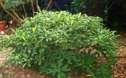 Winter Gold Edgeworthia Chrysantha - Paper Bush - 3 Gallon Pot -Wilson Bros Gardens Plant Sales Store Picture Edgeworthia Shrub